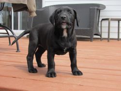 ENGLISH LAB and MOUNTAIN CUR FEMALE PUPPY