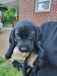 Labrador Retriever Female Puppies For Sale