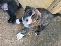 Lab/doberman mix puppies for sale