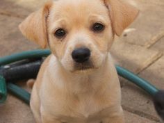 Chihuahua/lab puppies for sale