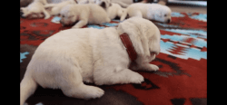 14 day old White Labrador Puppies
