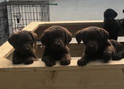 Chocolate Labrador Puppies fpr sale