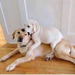Adorable Labrador retriever puppies for rehoming