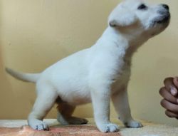 Urgent sale of lab female puppy
