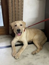Labrador Dog for sale …price 15,000/-