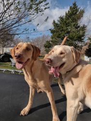 Red and yellow labs