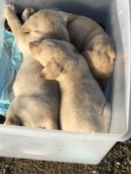 Yellow Labrador Puppies for sale