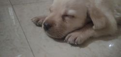 Cute labra puppy 28 days old urgent sell