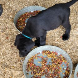 Labrador Retrievers puppies for sale
