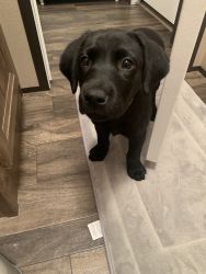 Labrador Retriever AKC for sale
