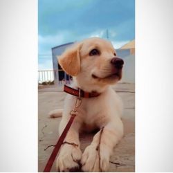 Female 70 days Labrador is for sale