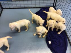 AKC yellow Labrador retriever puppies