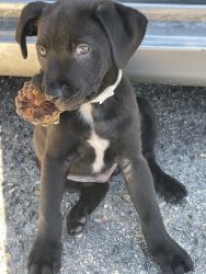 12 week old LabPit Mix for Sell
