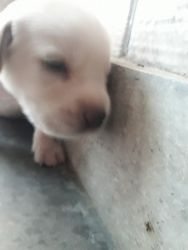20 days old labrador puppies for sale in delhi mundka