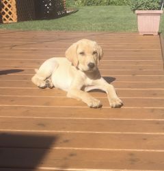 Sold12 week old AKC Yellow Labrador Retriever, partially started