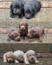 AKC Labrador Retriever Puppies born June 2, 2021