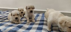 Labrador puppies for sale 25 days old