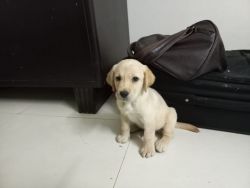 We bought labradog puppy of 5weeks from dealer Dogfather jaipur