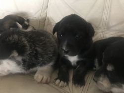 Husky mix puppies
