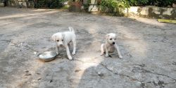 2 Labrador dogs for Sale at 9000