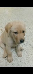 Puppy lovers please contact.. 3 months Labrador puppy sale..