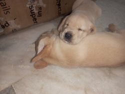 Labrador male puppy for sale immediate