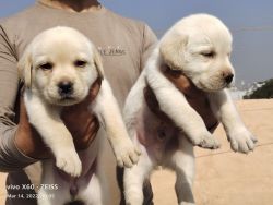 Labrador puppies both male and female available