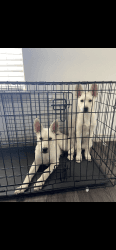HuskyLab Puppies for Sale