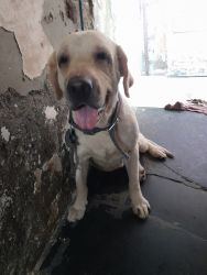 Want to cell my female lab of four years