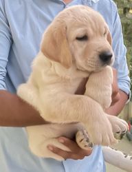 Labrador yellow male puppy for sell