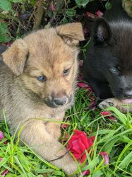 Siberian husky/black lab pups born April 18th, 2022