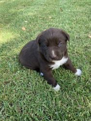 Huskey/Lab mix for sale