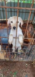 Labardor puppies for sale at Thrissur Kerala