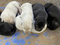 2 Litters of Pups