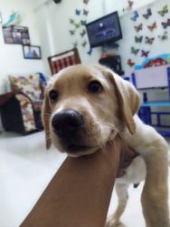 Lab puppy for adoption