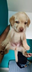 5 male Labrador puppies sell four males and one female