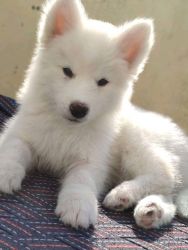 HUSKEY PUPPY AVAILABLE