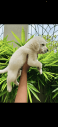30 days puppies for sale