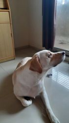 Im selling my 2 and half year old female labrador