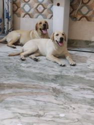 Labrador Male and female