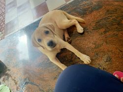9 months old lab dog for sale