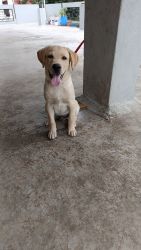 Active and healthy Labrador puppy of 90 day