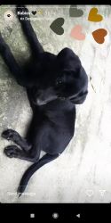 1 months Labrador dog and the of head down symbol (butterfly)