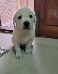 White Labrador puppy for sale