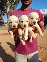 Labrador baby puppies