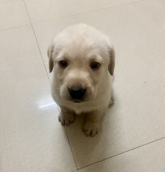 35 days old male Labrador for sale