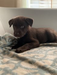 Chocolate Labrador retriever and Siberian Husky mix!