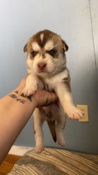 Husky/lab puppies for rehoming