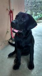 I want to sell my Black labrador (male)