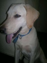 i want to sell my labrador male dog